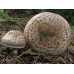 Мицелий Шампиньона парового (Agaricus vaporarius)